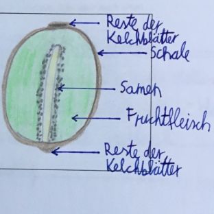 Kiwi-Enzyme.jpg