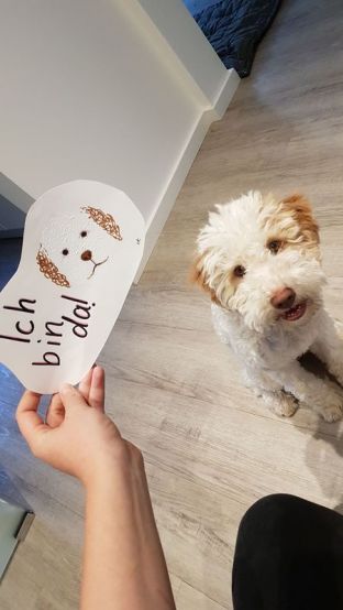 Schulhund Flocke - 02.jpeg
