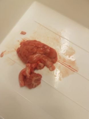 Biokurse arbeiten am Gehirn - 08.JPG