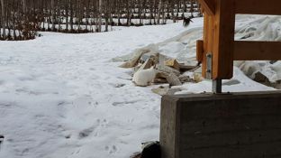 Skifreizeit 2018-30 Mikkjal entdeckt die Kaninchen 2.JPG